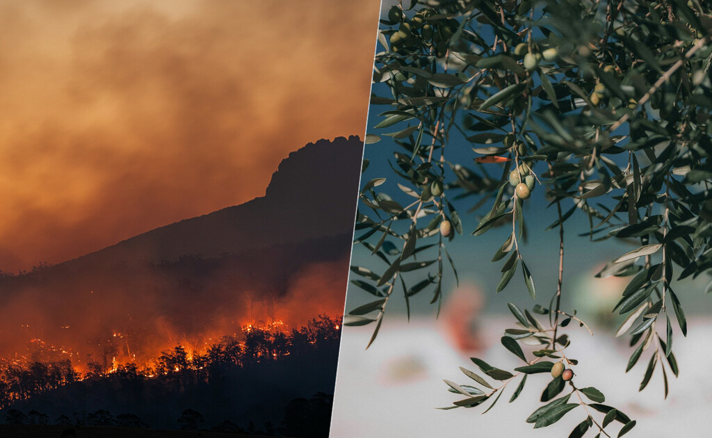 La ola de calor y los incendios forestales tienen otra cara: el sector agrario es el que más tiene que perder en esta crisis