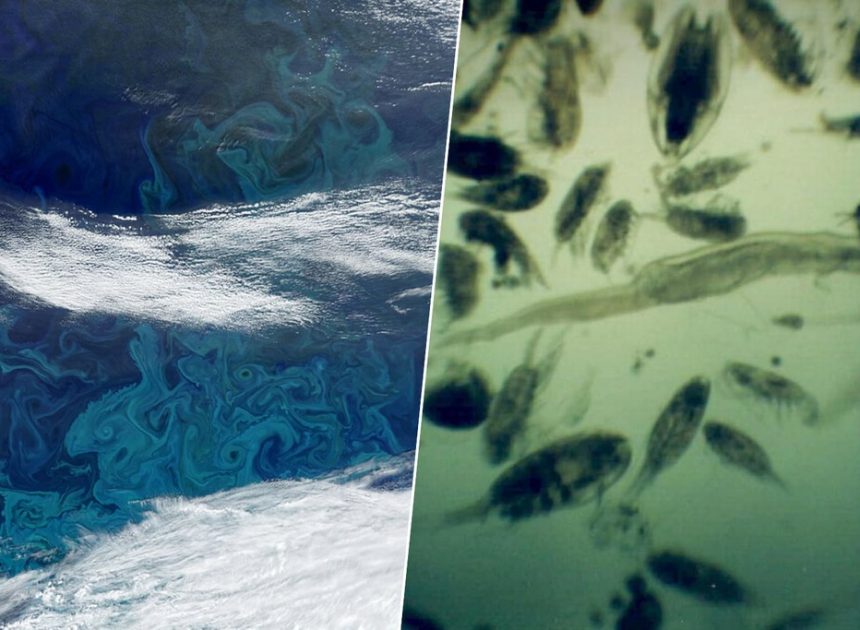 Se ha fundido tanto hielo en Groenlandia que el plancton ha crecido un 40%. No es una buena noticia